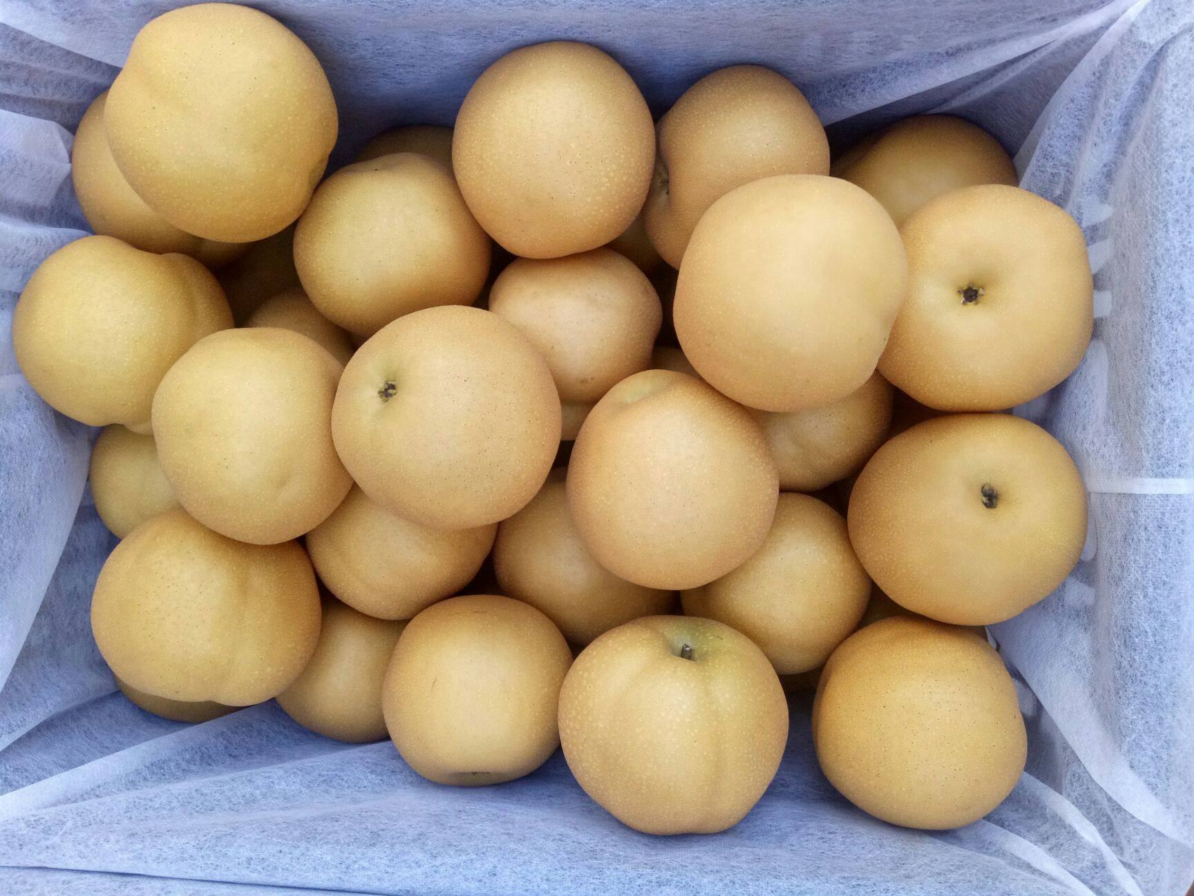 丰水梨成熟期田间挂果实景：金黄色果实密布枝头，果皮光洁泛蜡质，叶片深绿健康，背景可见标准化梨园防雹网设施