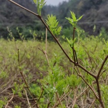 霉茶