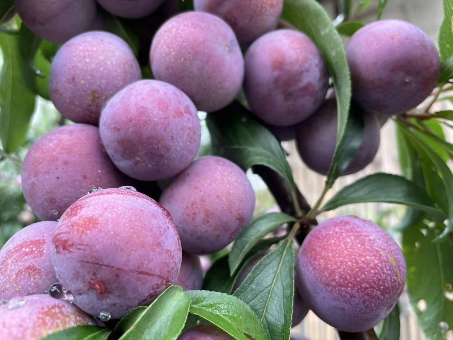 脆红李子营养成分图表