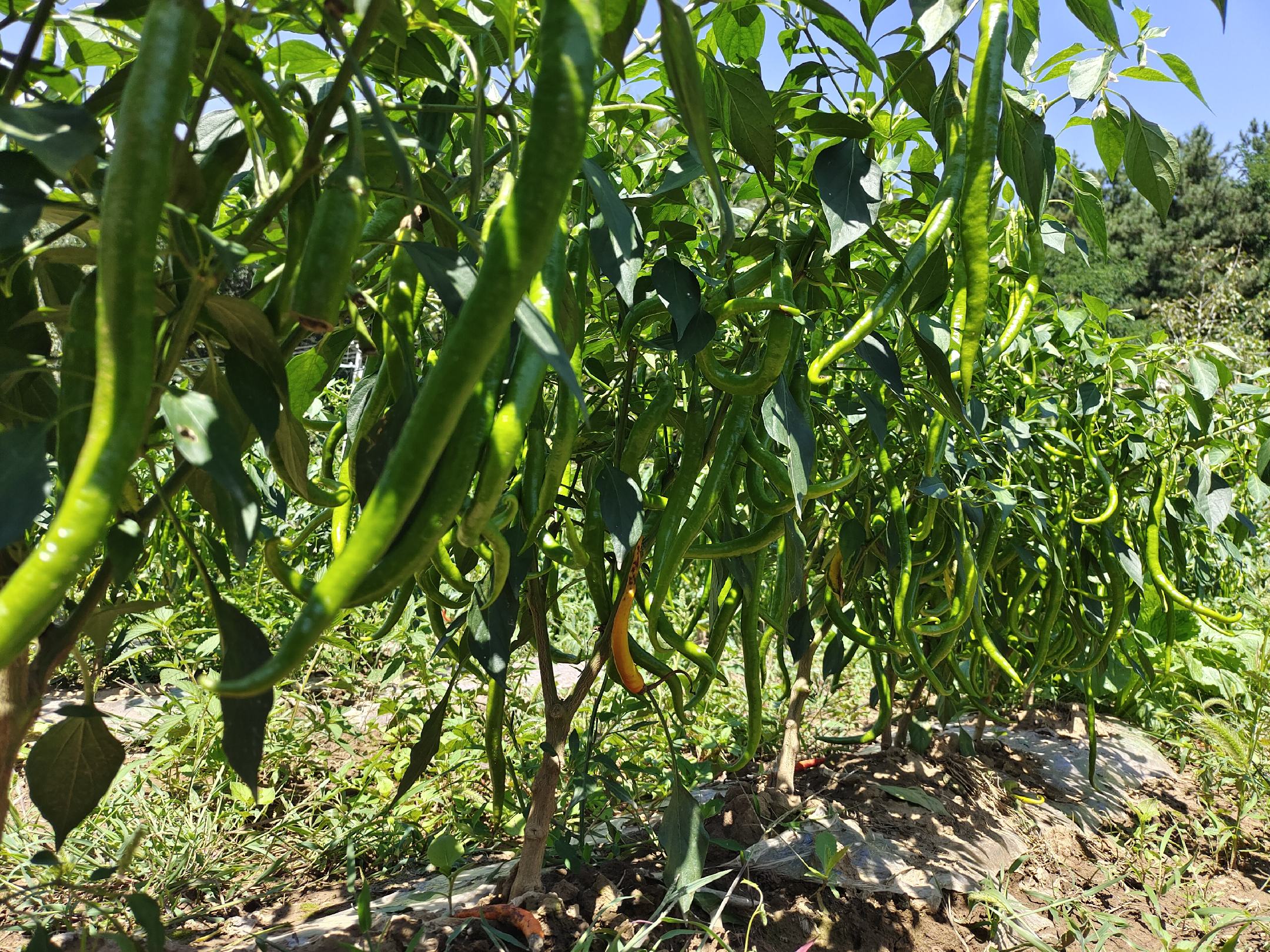 中国主要青椒/尖椒产区分布示意图：地图底图为简化的中国轮廓，标注四大产区——山东寿光（灯笼青椒主产区，图标为绿色方块）、四川内江（尖椒+二荆条带状产区，图标为绿色细长三角）、湖南衡阳（线椒与牛角椒集群，图标为绿色弯曲长条）、广东潮州（潮汕尖椒鲜销区，图标为绿色小尖角），配简洁图例与箭头指向