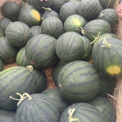 辽宁沙密佳黑皮西瓜上市了试试搜这些陕西黑皮西瓜,无仔小神童,对接各