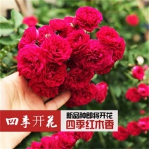 木香苗庭院花卉甜蜜红木香花苗盆栽带花