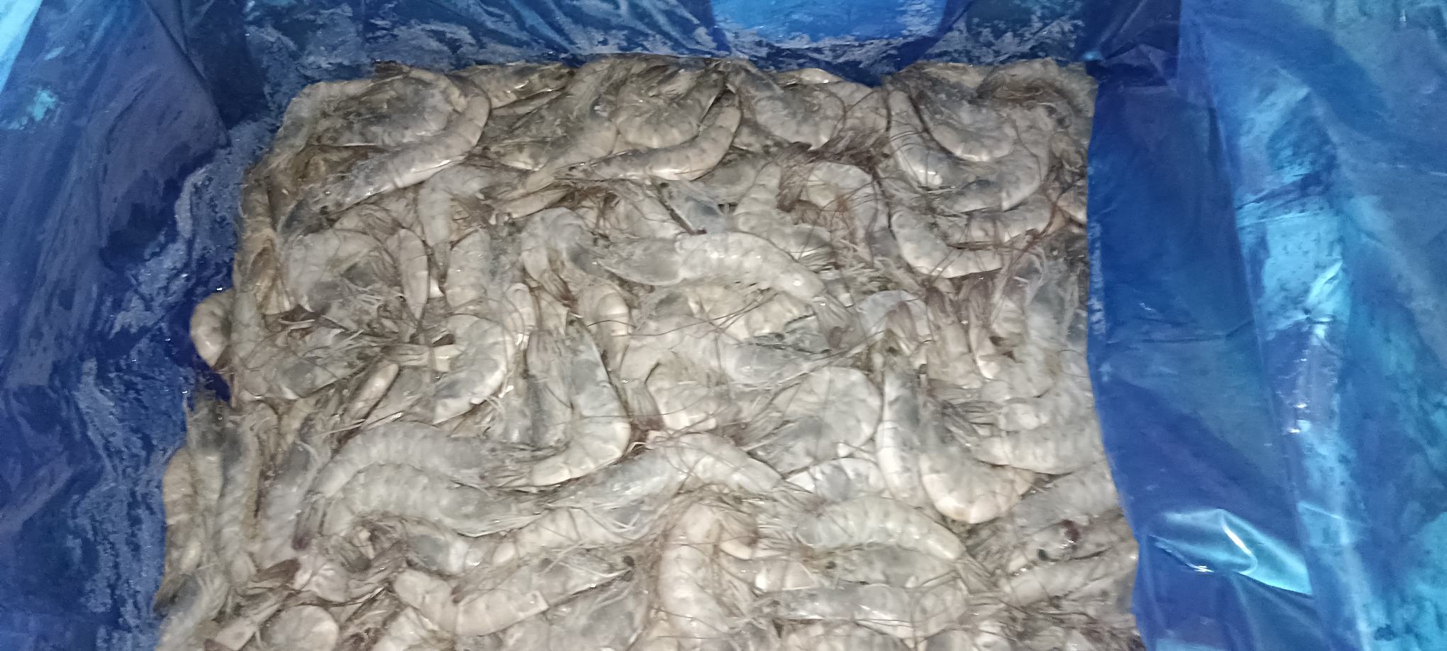 南美白对虾成虾特写