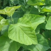 粤桑51#11生长力强，用途广泛，营养价值高。