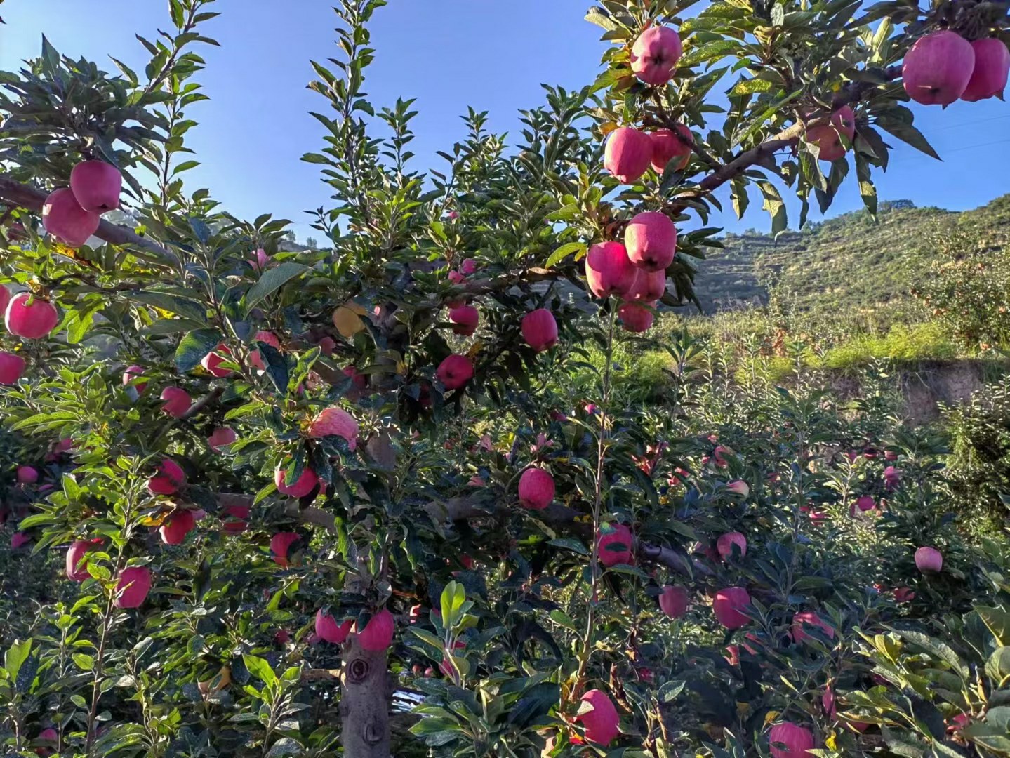 六代红星苹果果园实景