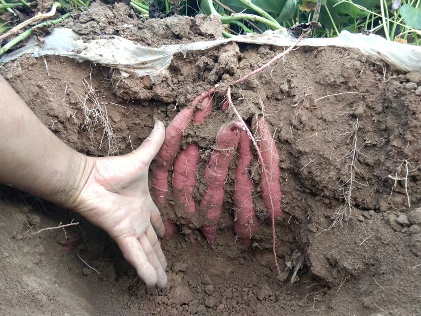红薯粉条烹饪示意图