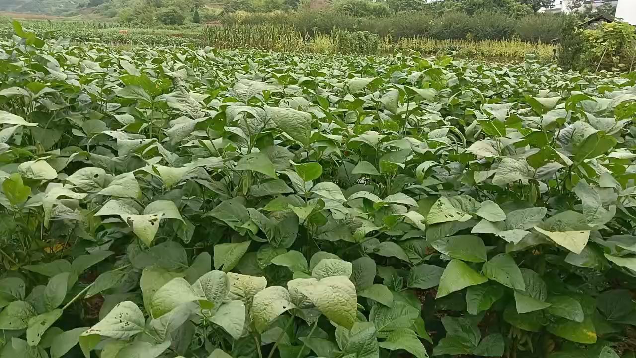 大豆田间杂草分布情况