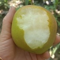 蒲城玉露香梨