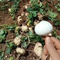 豆薯