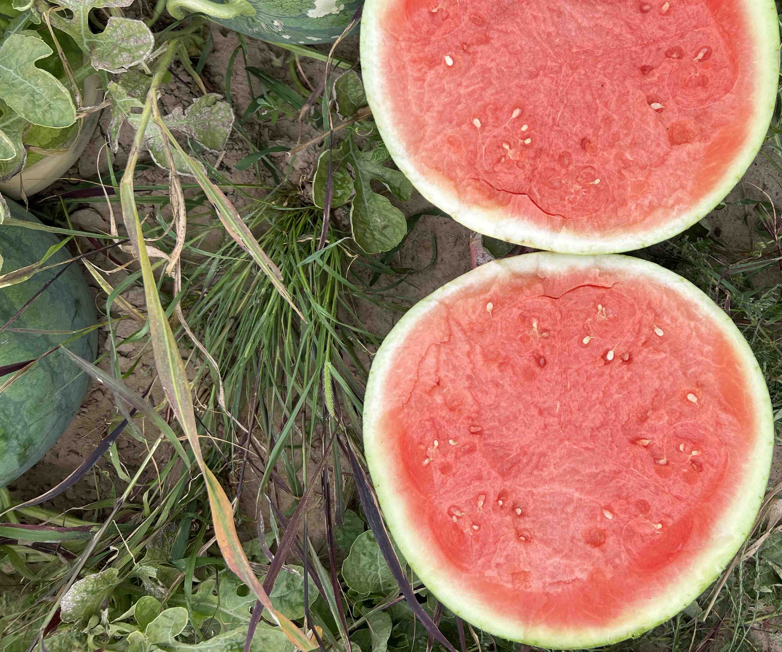 瓜州无籽西瓜剖面图,果肉鲜红,无籽结构清晰可见,汁水丰富 瓜州无籽西瓜切开图