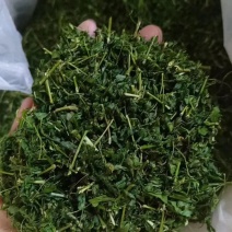 相思茶相思藤茶护肝茶厂家直销大量供应