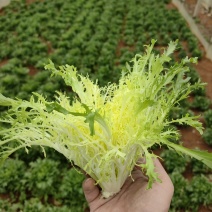 精品特菜
