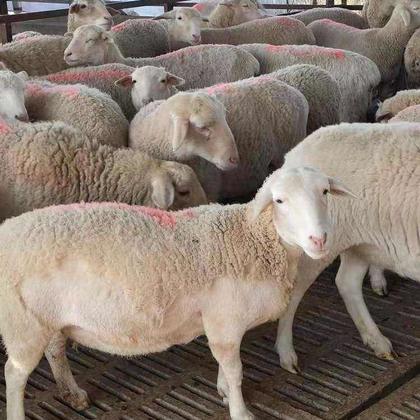 种公羊,怀孕母羊青年羊 羔羊可自选小尾寒羊怀孕母羊 羊羔 手续齐全