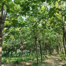 太康梓树12公分，15公分梓树河南梓树价格