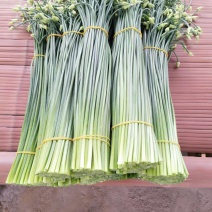 30Cm一50Cm韮苔