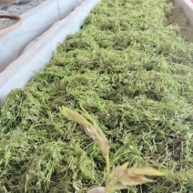 湖南湘西永顺莓茶
