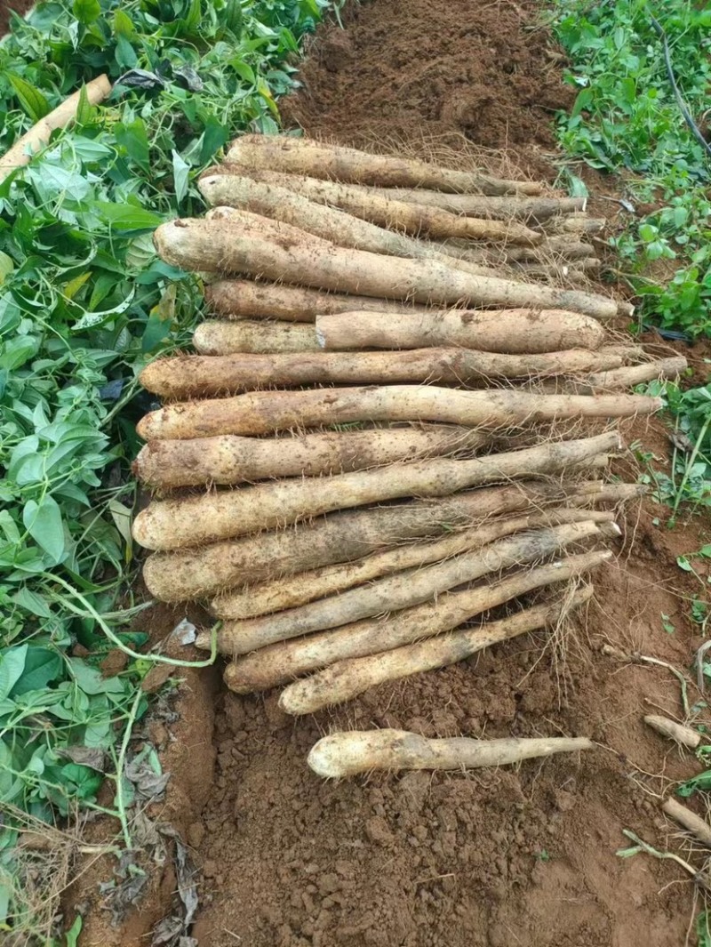 《山药》广西山药,产地直销电商代发全国各地欢迎来电