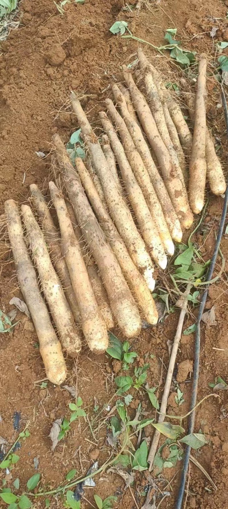 广西山药/白鬼淮山药,本人种植400亩,全国发货,产地价
