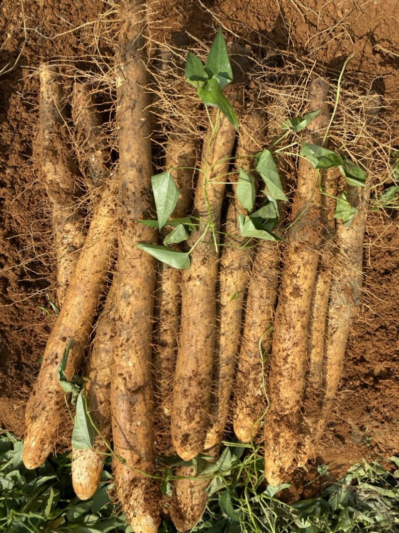 《山药》广西山药,产地直销电商代发全国各地欢迎来电