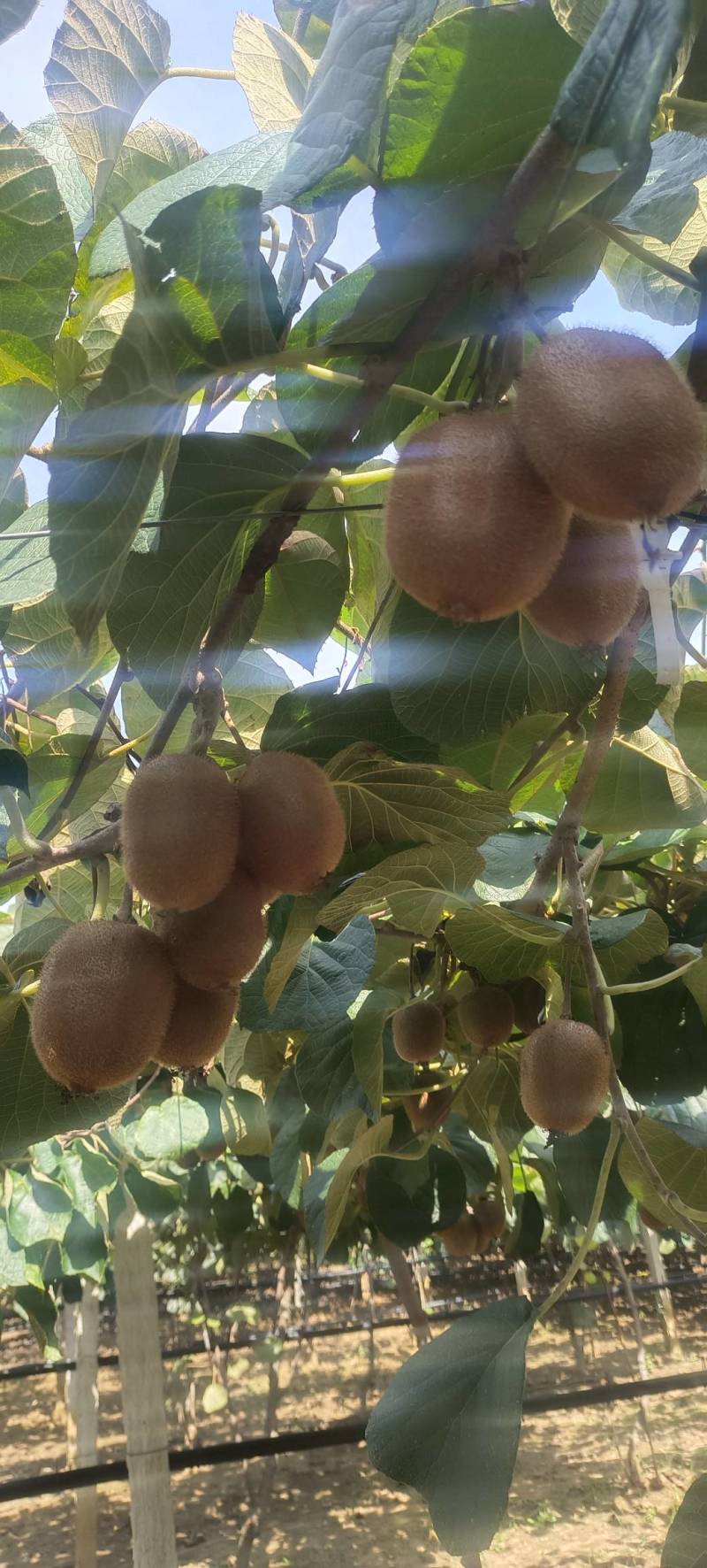 河南西峡徐香猕猴桃大量上市,现摘现发,保质保量