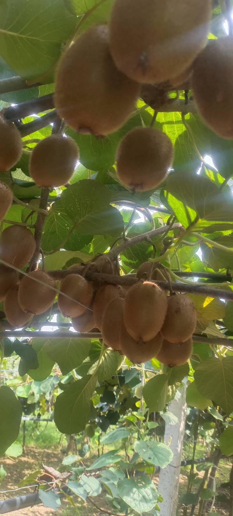 河南西峡徐香猕猴桃大量上市,现摘现发,保质保量