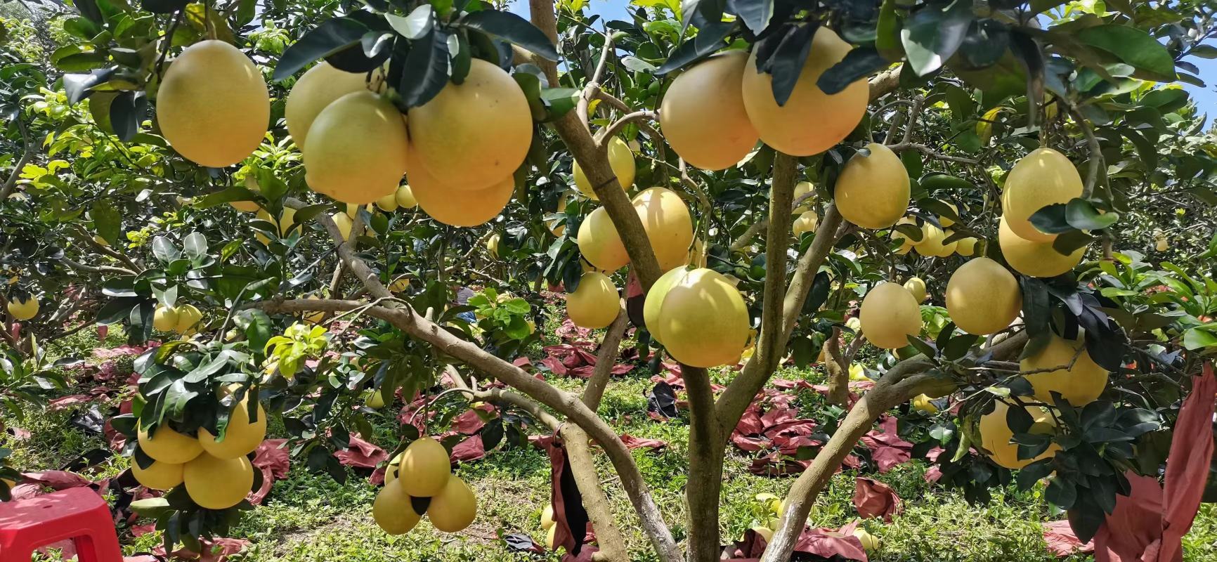 三红柚果园实景
