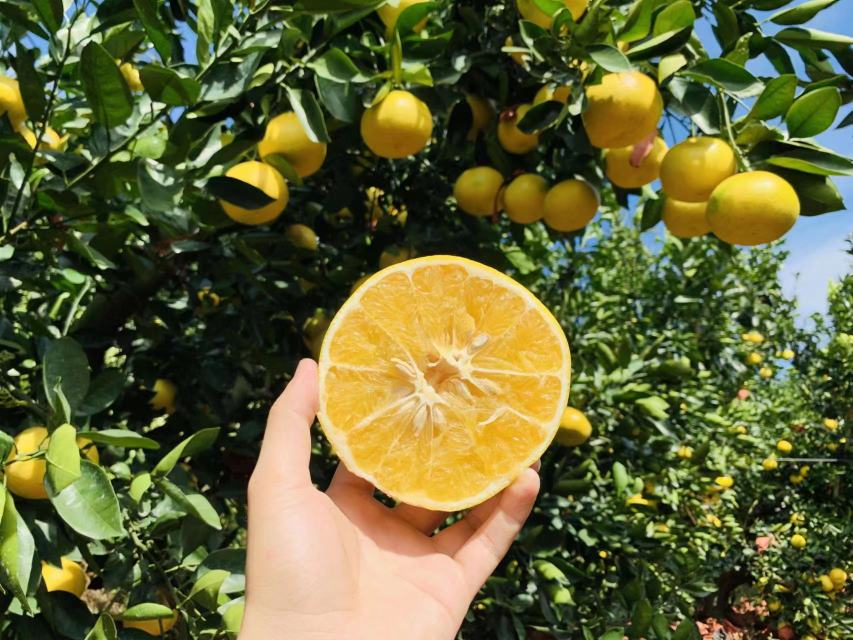 月阳果葡萄柚果园实景