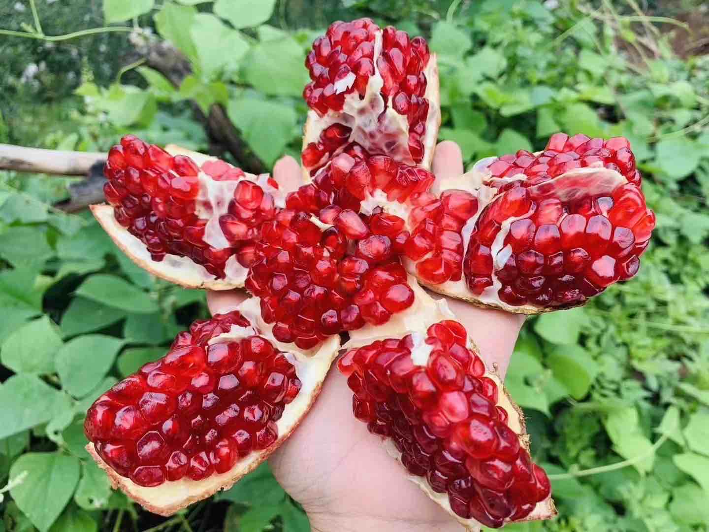 红心火龙果特写