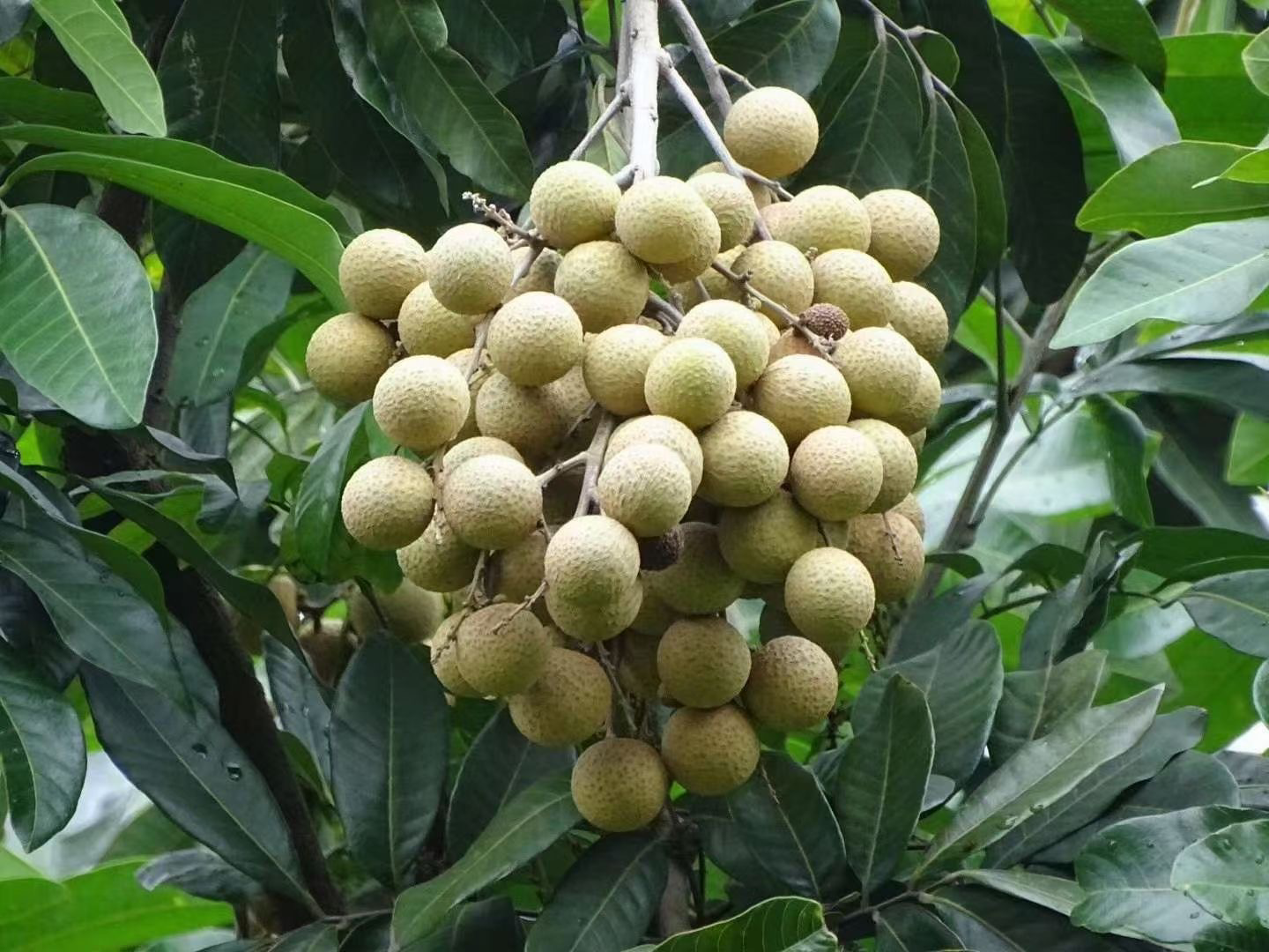 桂圆特写