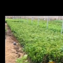 自家基地，有各种规格，品种的小苗袋和盆景苗，20多个品种