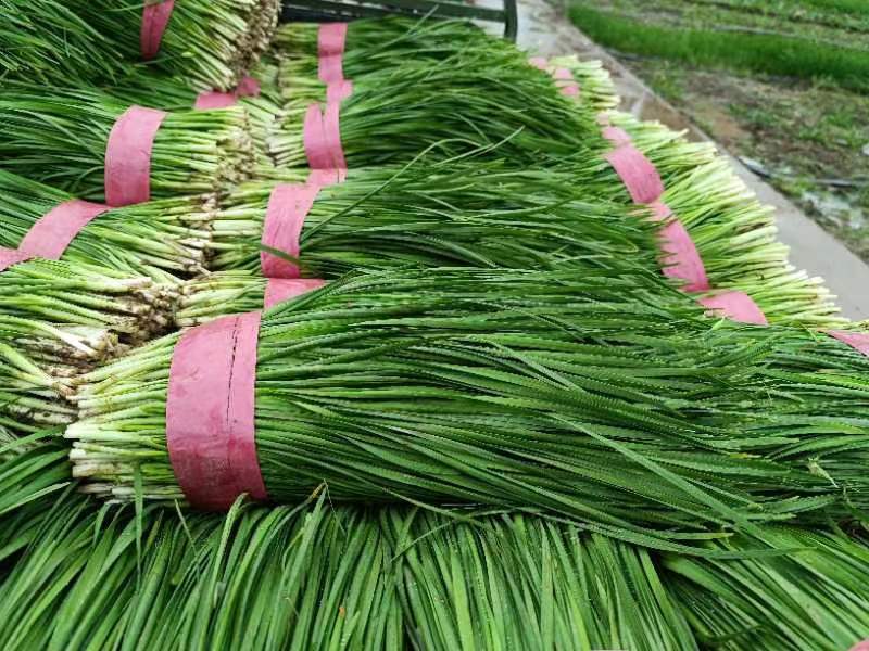 超市生鲜区大叶韭菜特写陈列图：透明保鲜盒装，整齐码放5–6束，每束约12–15根，叶片长度统一在35cm左右，根部捆扎处系红色食品级棉绳，盒面贴有‘当日采摘·大叶优选’标签，背景虚化突出鲜亮色彩与挺括质感