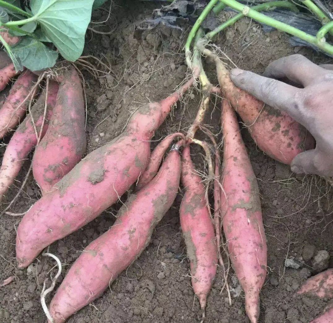 一片金秋时节的烟薯种植田,农民正在手工挖掘出土的烟薯,泥土新鲜,薯形饱满修长,表皮光滑呈淡红色,阳光洒在田野上,远处有堆积成堆的收获烟薯,展现秋季丰收景象 烟薯田地丰收场景