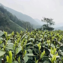 卷毛峰栗香味扑鼻少许白头干干净净无杂质