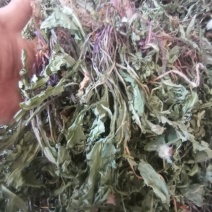 蒲公英水洗带根全干货非人工种植色青无霉变