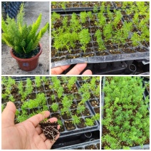 狐尾天门冬一款适合花境盆栽绿化集一体的植物