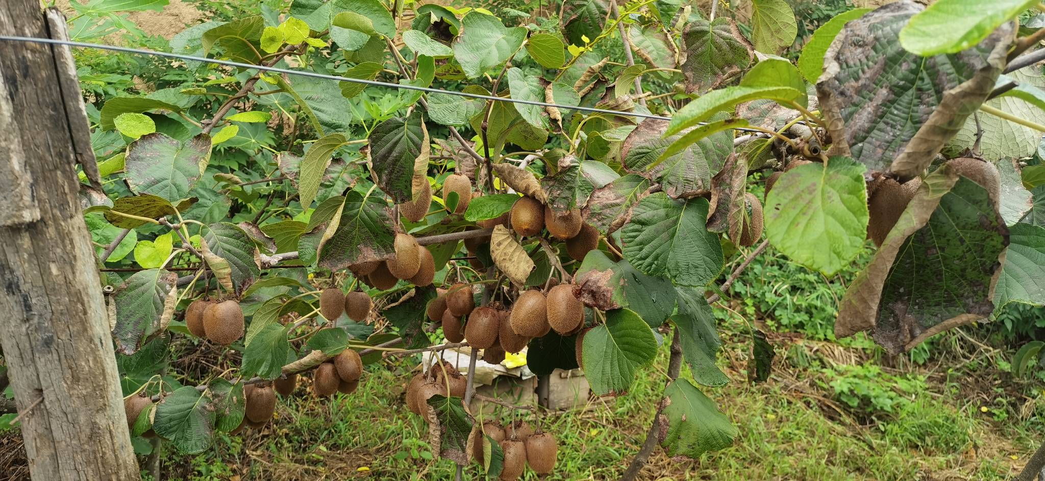 一株成年海沃德猕猴桃植株被小心挖出后展示其发达的木质化主根与分支侧根系统,根部表面呈灰褐色,带有纵向裂纹,部分区域可见须根残留,背景为果园土壤环境 猕猴桃根系特写
