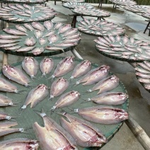 阳干鱼