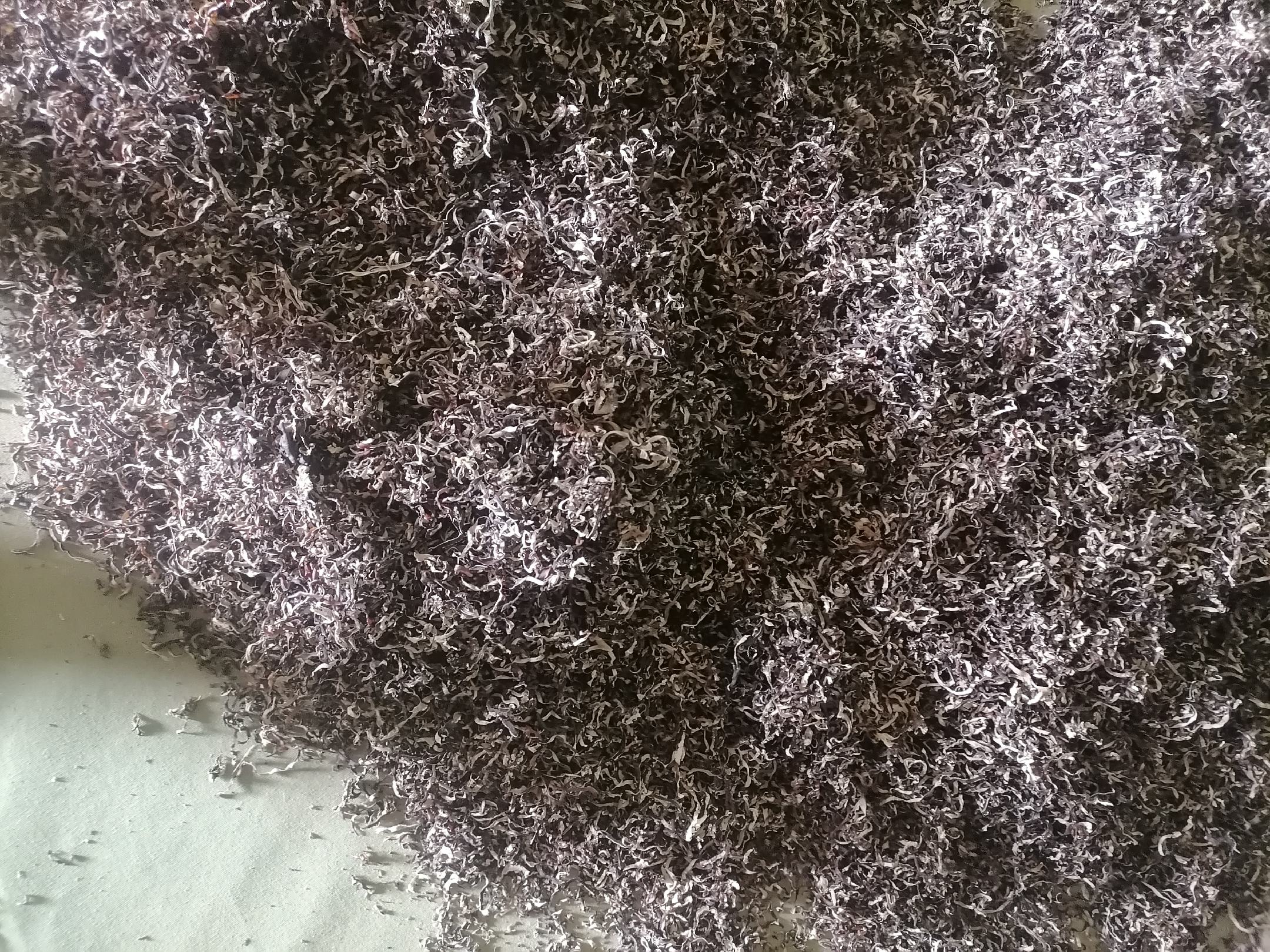 俯拍对比图:左侧烧杯中为黑木耳,冷水浸泡1.5小时后体积膨胀12倍,呈半透明琥珀色胶质,边缘完整;右侧烧杯中为毛木耳,同等条件下膨胀9倍,胶质略显浑浊,表面绒毛仍清晰可见,底部有少量褐色沉淀 黑木耳与毛木耳泡发过程对比图