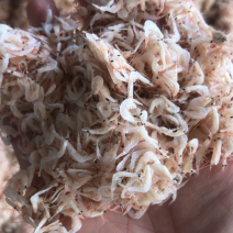 山东饲料小虾皮量大从优欢迎全国老板前来考察洽谈合作