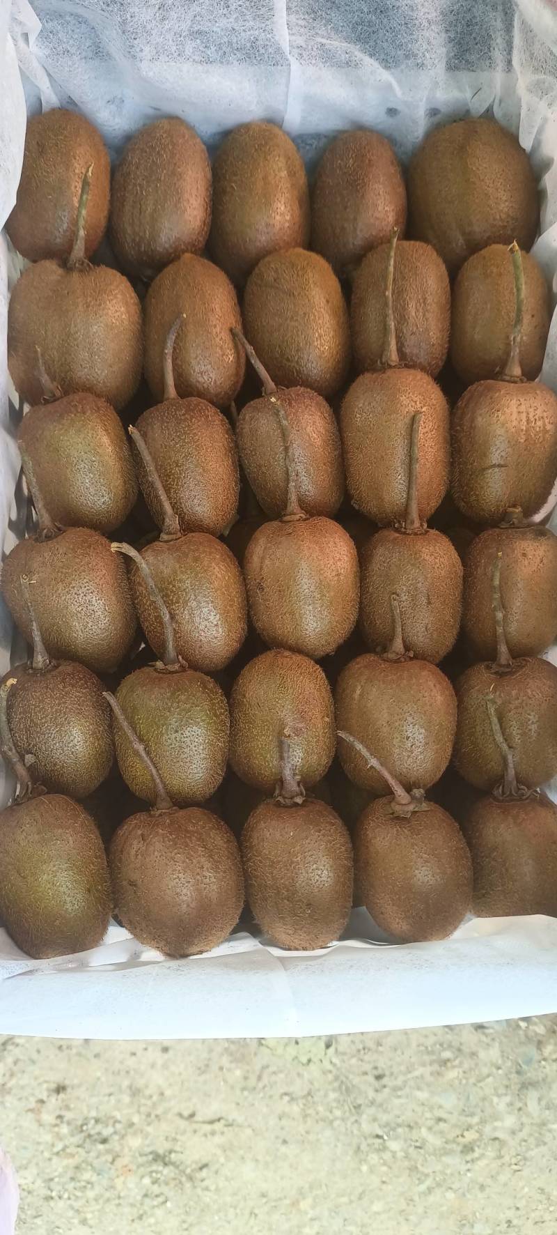 河南西峡徐香猕猴桃大量上市,现摘现发,保质保量