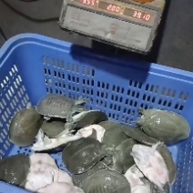 外塘生态甲鱼，青背白底，保质保量