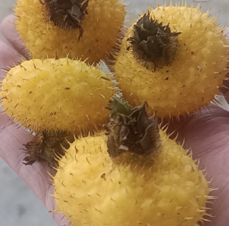 贵州刺梨大量有货来盘可对接电商市场