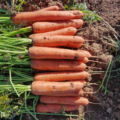 三红胡萝卜价格行情