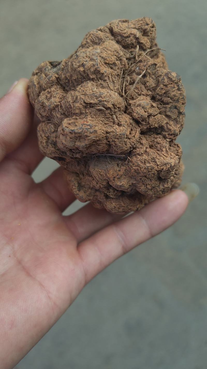 红心朱砂莲别名躲蛇参