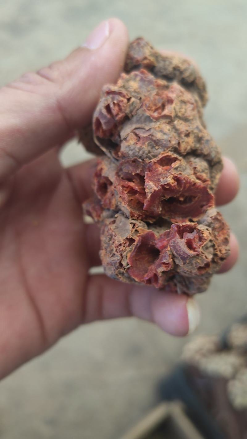 红心朱砂莲别名躲蛇参