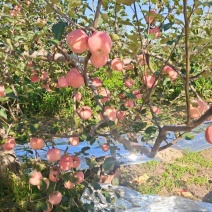 红田富士铲园货