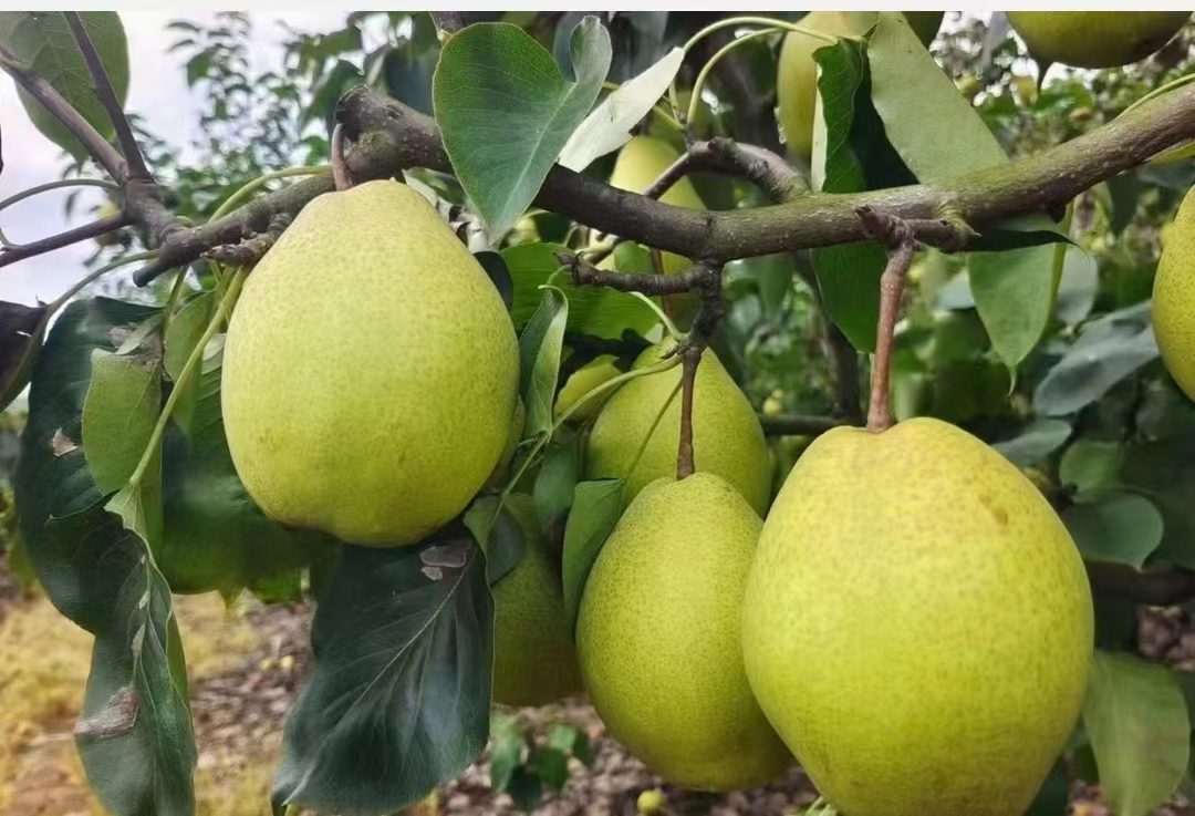 四川省德阳市罗江区成片的金花梨种植基地,春季梨花盛开,秋季果实累累,果园依山傍水,生态环境优良,采用标准化滴灌系统和绿色防控技术,展现现代化农业风貌 罗江金花梨果园航拍图