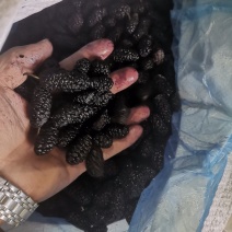 桑椹鲜果速冻果工厂加工果原浆桑葚干全年大量供应