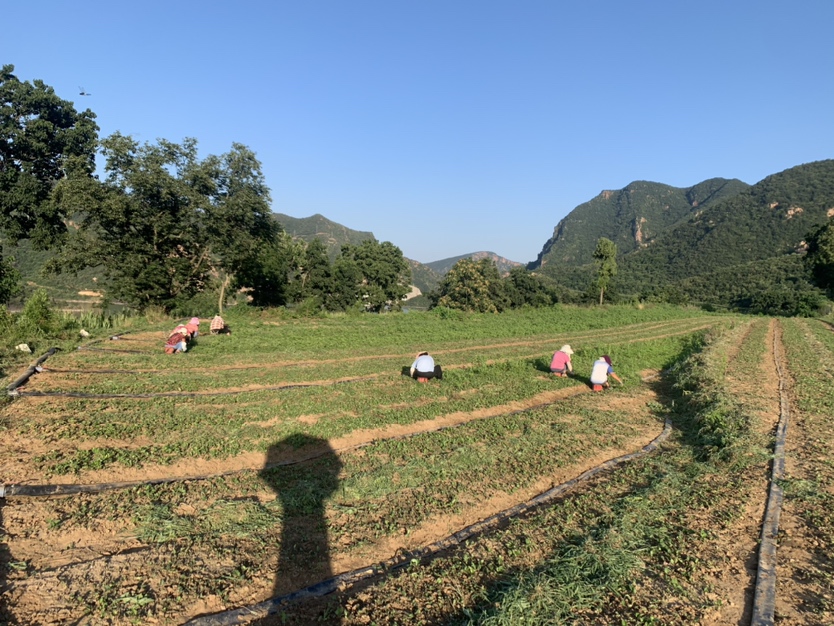 北沙参田间种植图