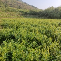 莓茶